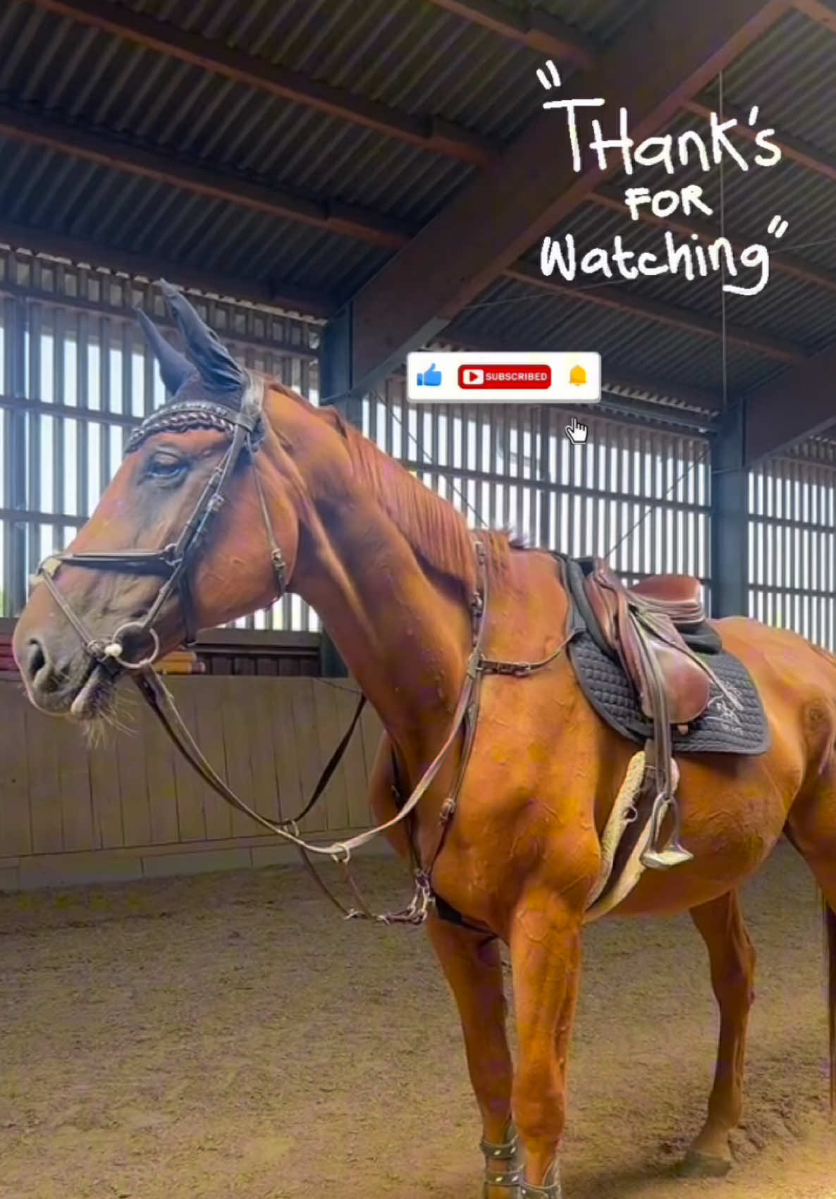 @annalisa.equestrian