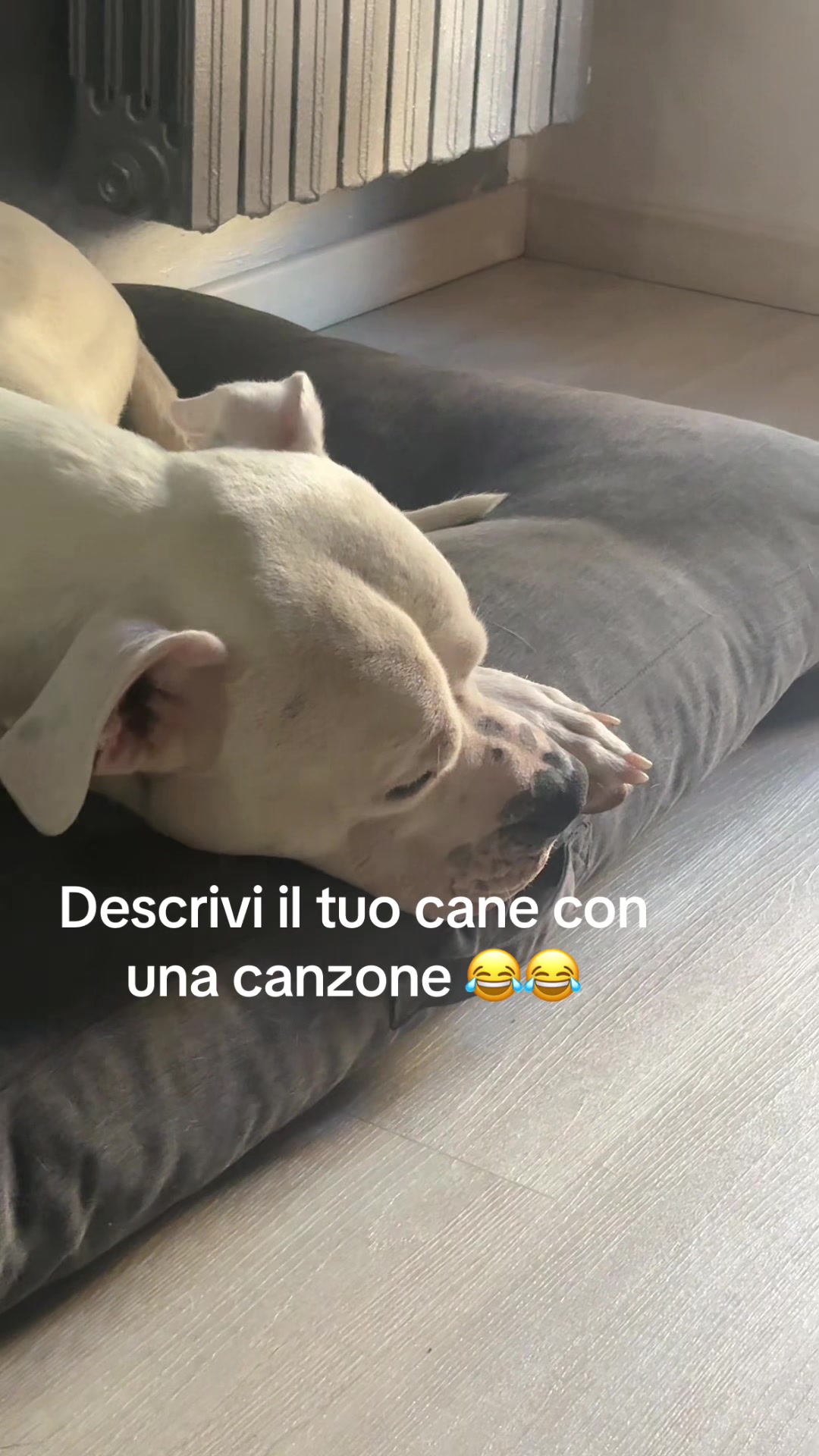 @Trilly&toto