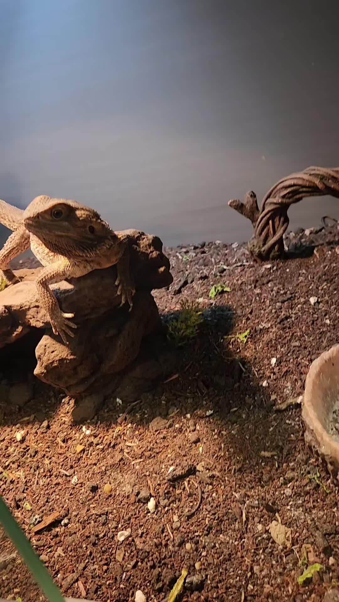 @Ballard’s Reptiles