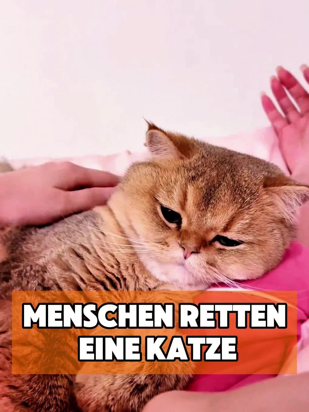 @toto_tier