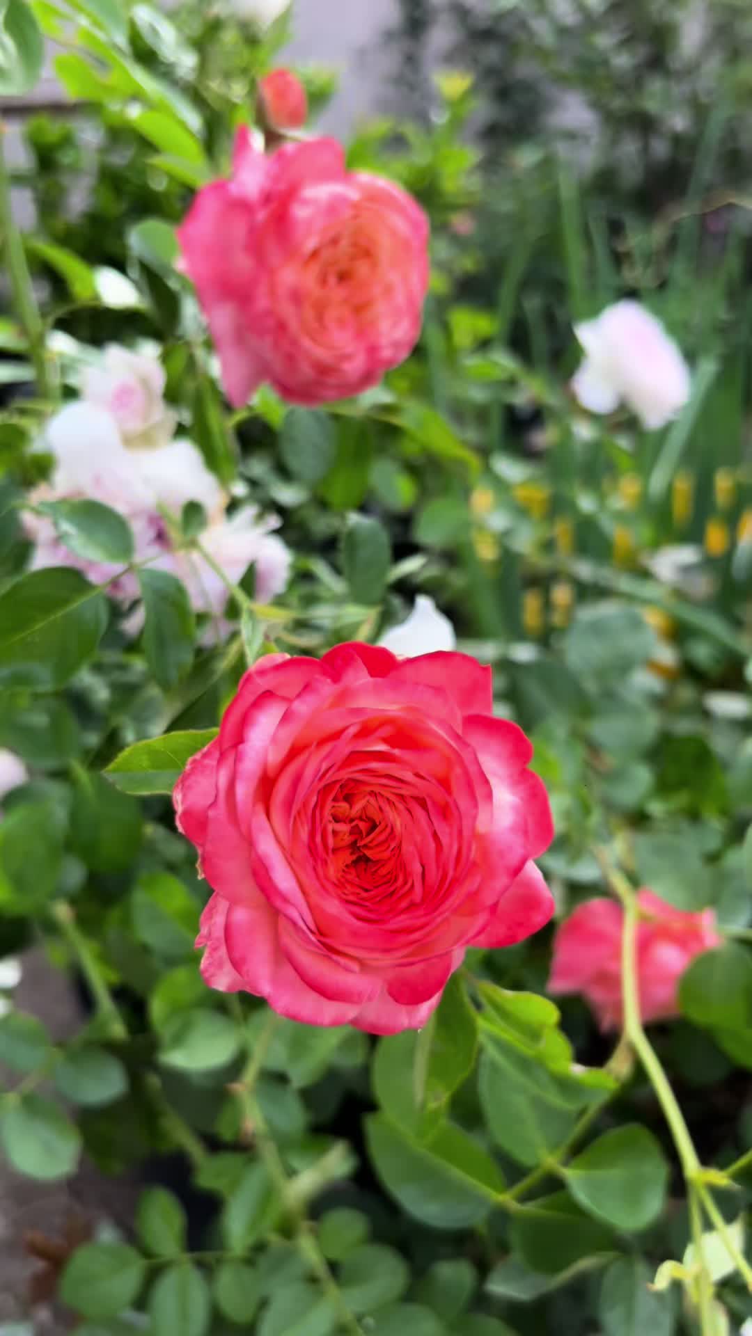 @JJ Bloom Story