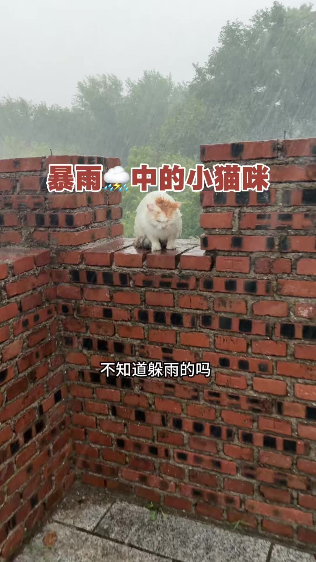@小可爱猫猫们