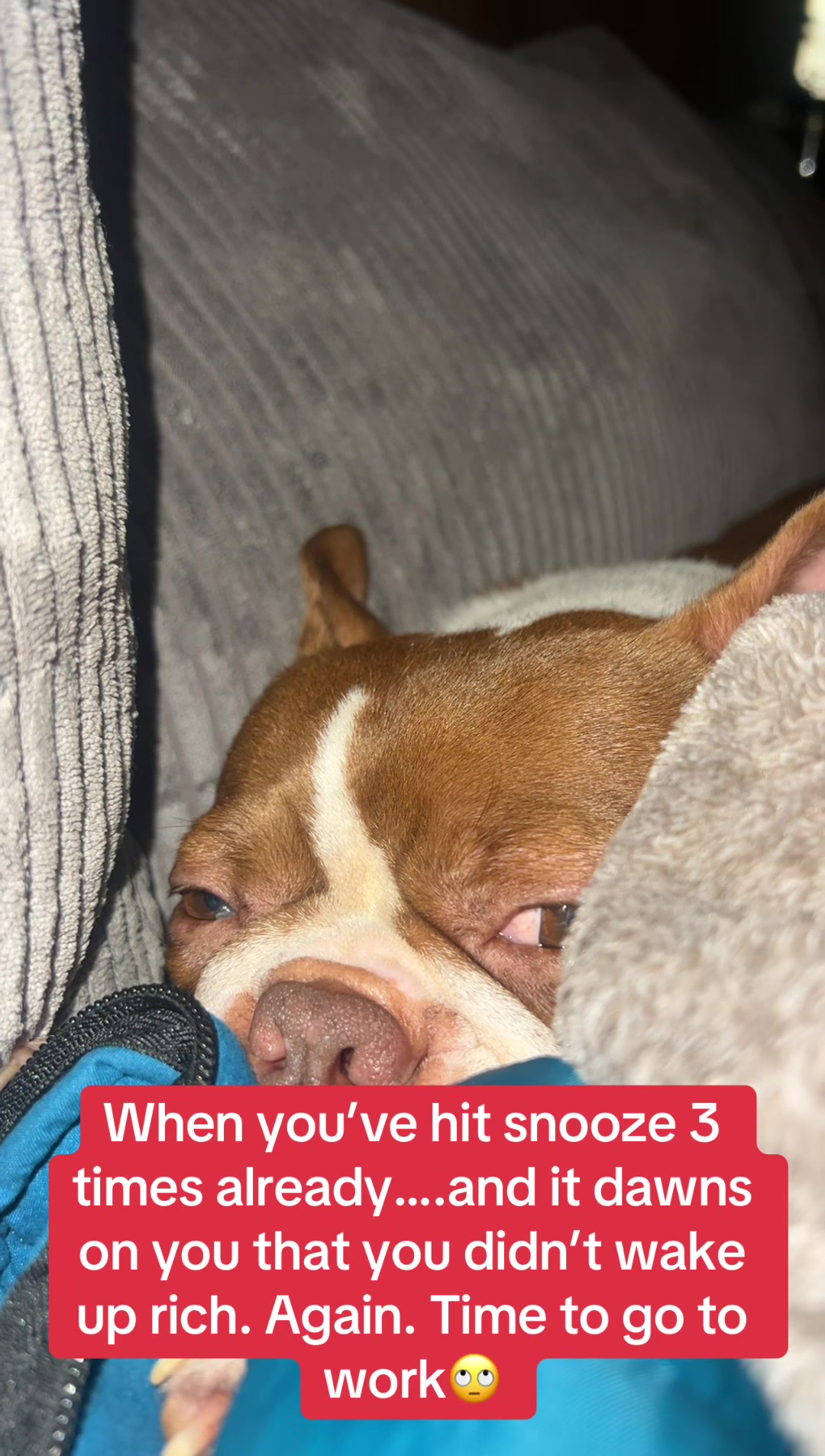 @SE Boston Terriers