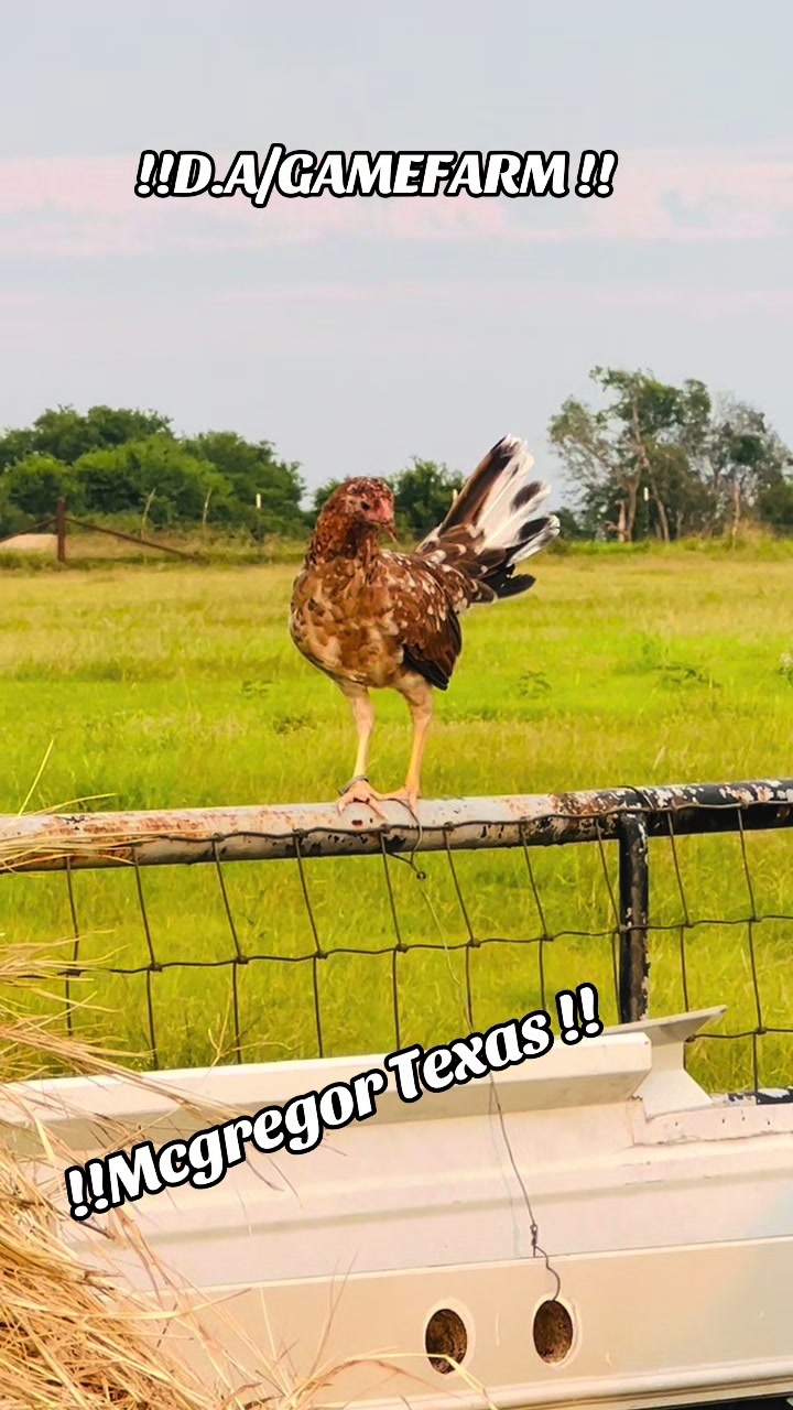 @DAgamefarm