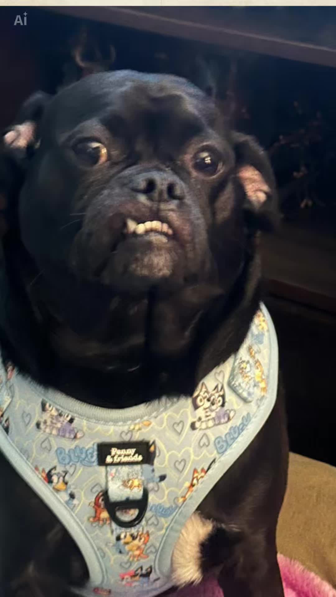 @bostonterrier7