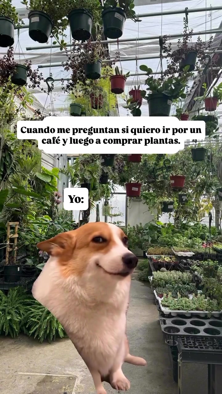 @Greenprincessliveplants
