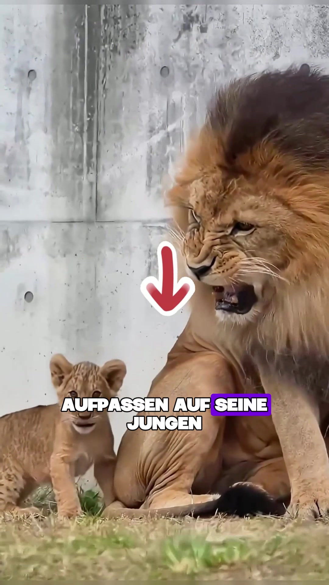 @Tierheim
