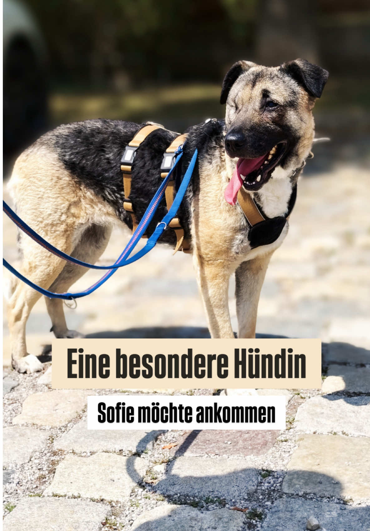 @TierschutzvereinM