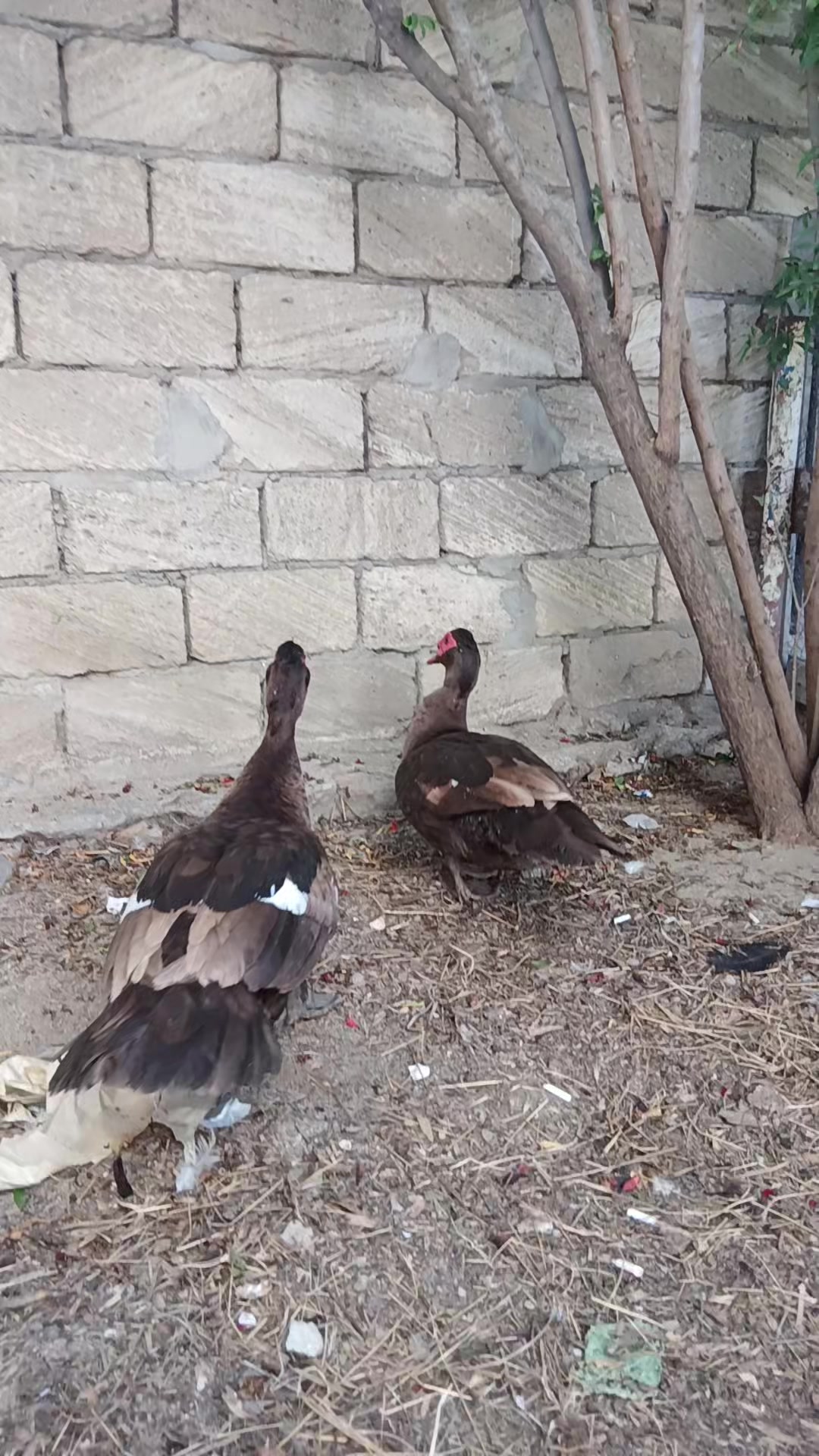 @Əziz Kürdəxanı FARM 𐱅𐰇𐰼𐰰