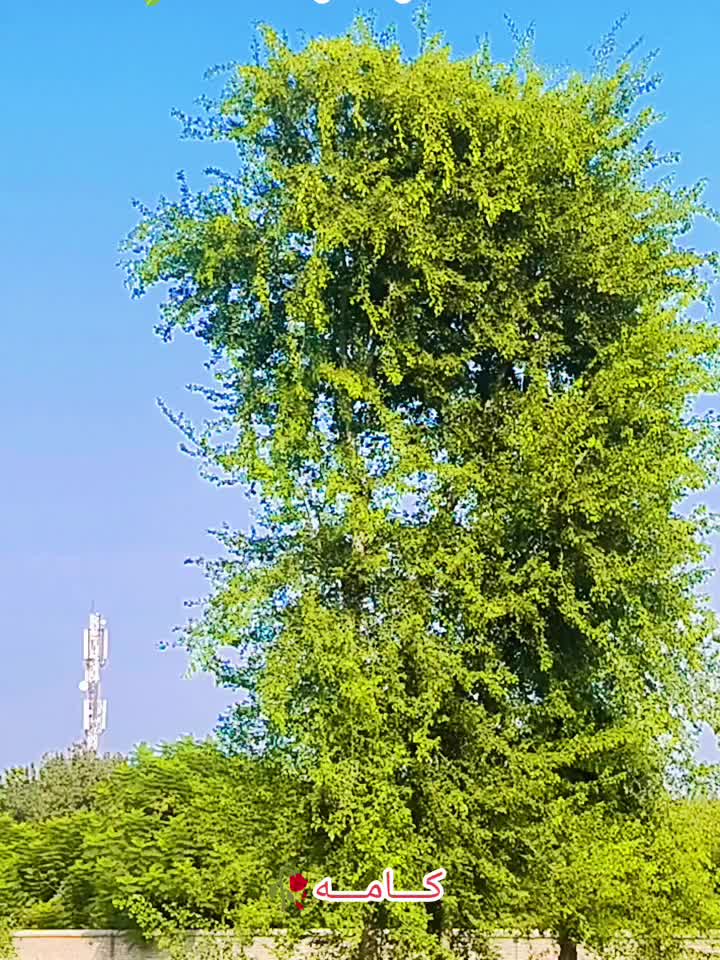 @🇦🇫꧁༒☬itx کاموال☬༒꧂