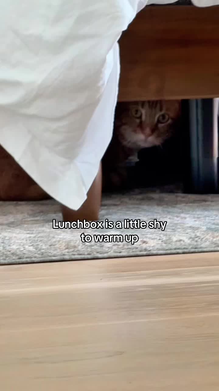 @Auntie Julie - The Cat Sitter