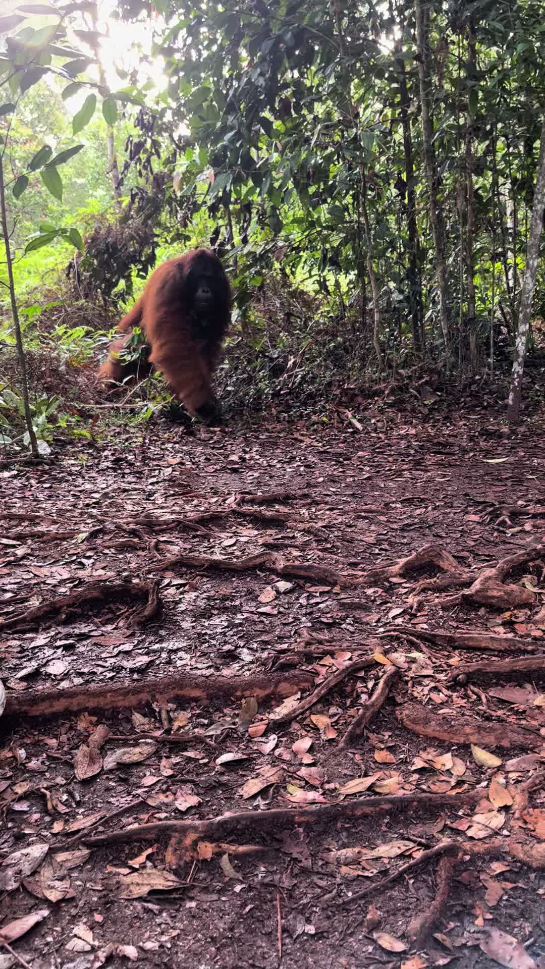 @BORNEORANGUTANSTOUR.