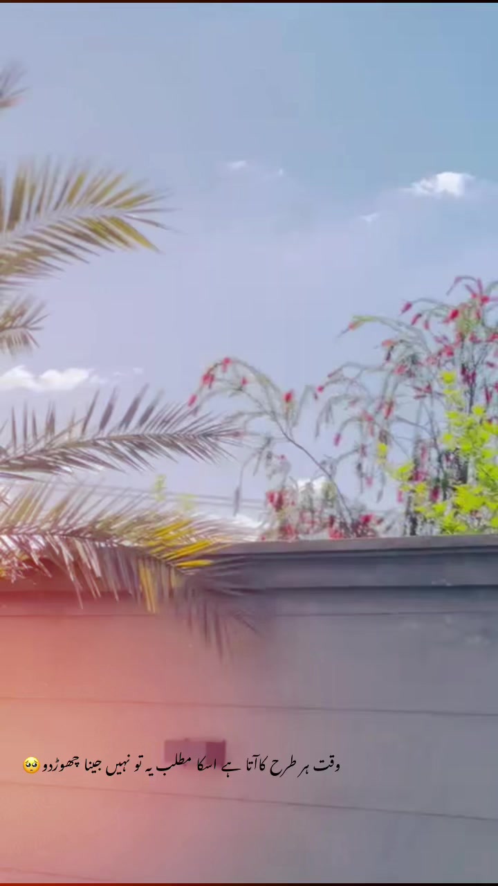 @🍁راجہ حيدر🫀