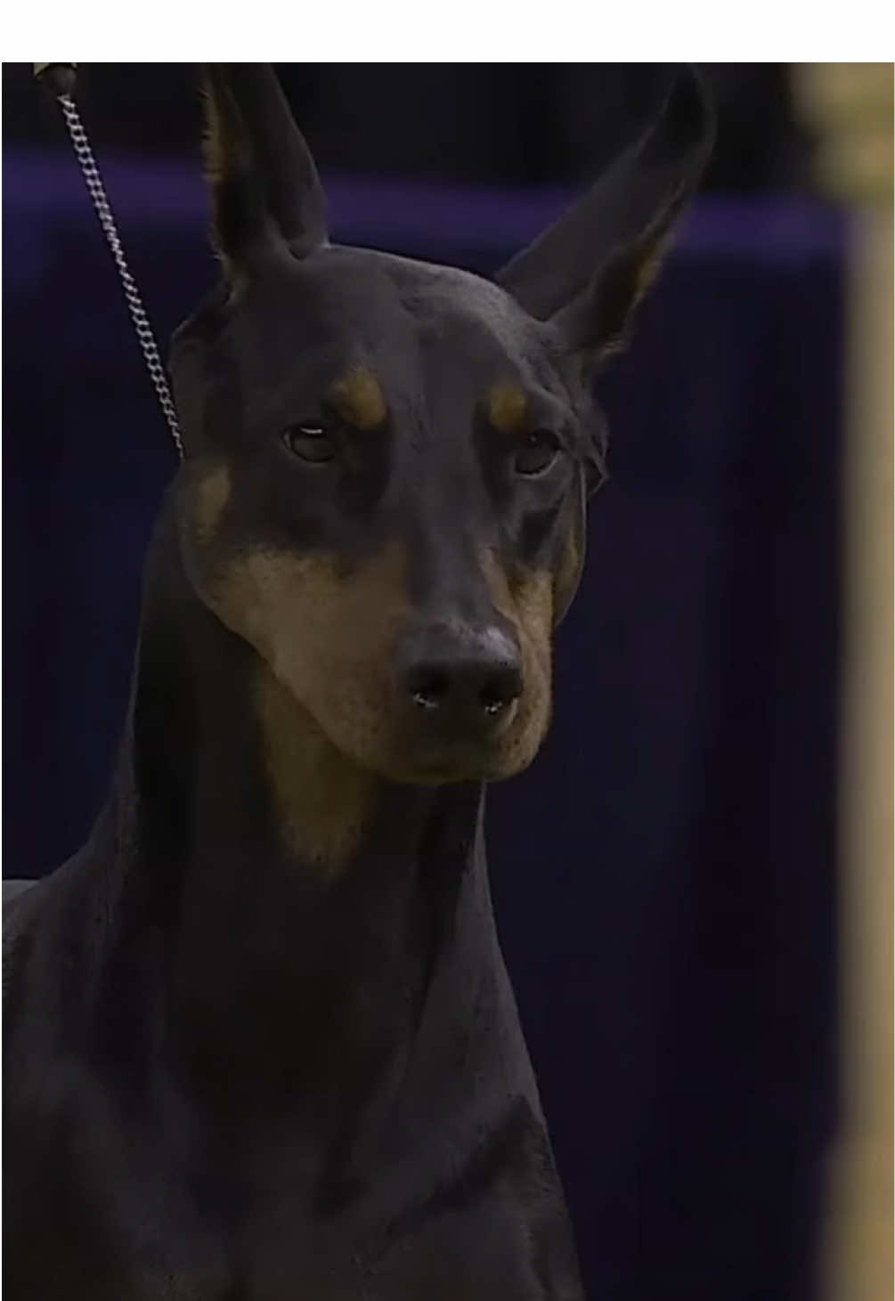 @Westminster Kennel Club