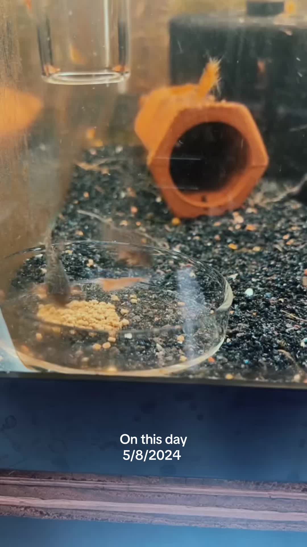 @MG Aquatics LLC