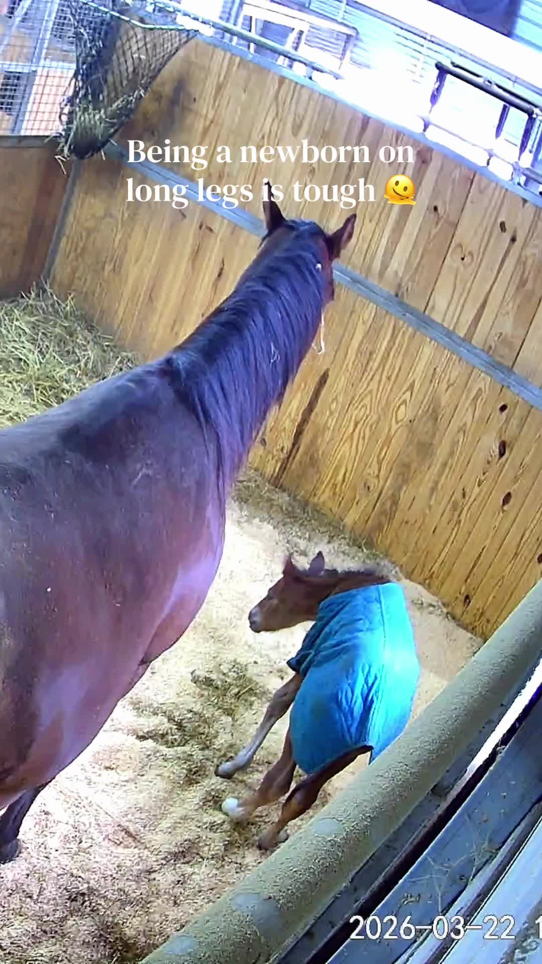 @Horses TikTok