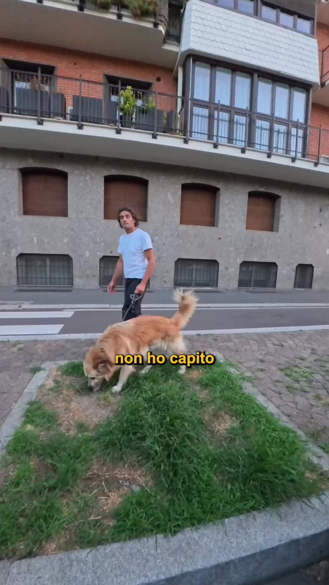 @Doggodaiily