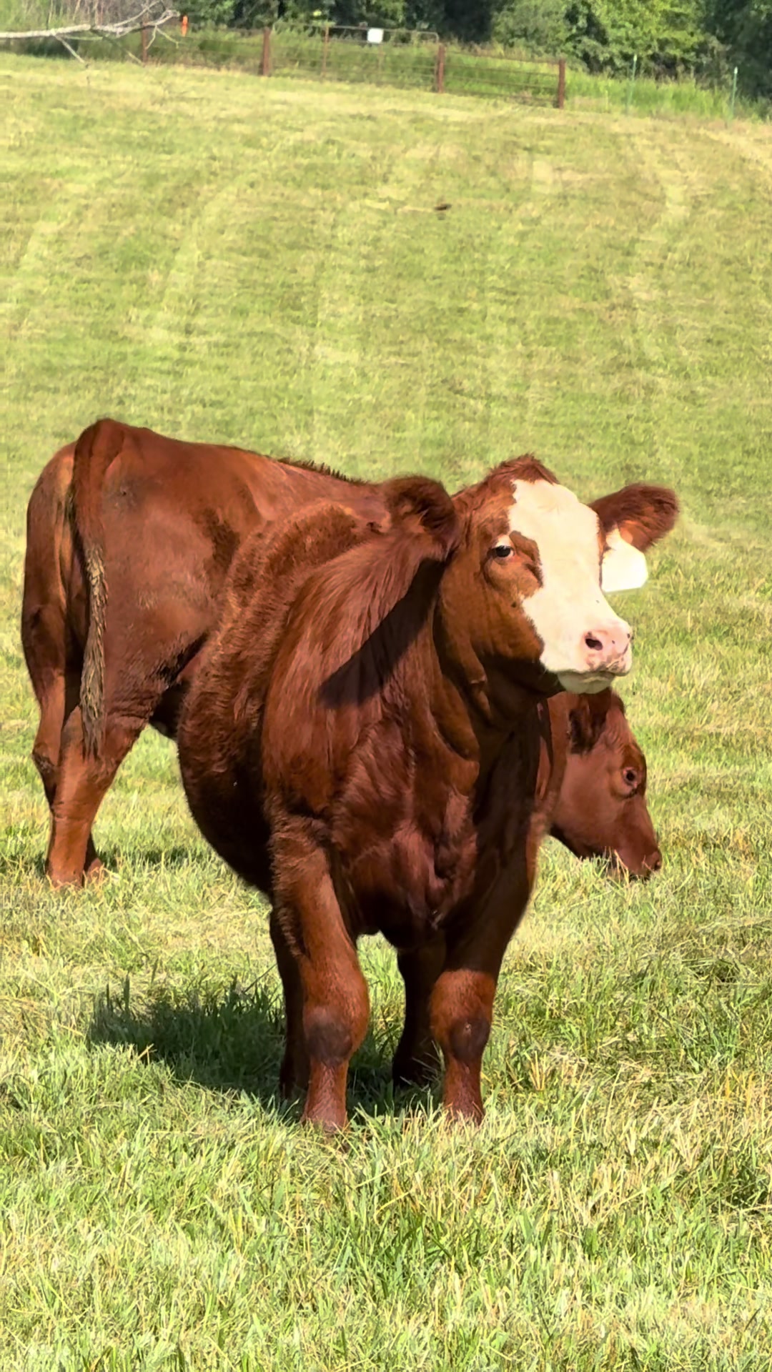 @Massey Land & Cattle