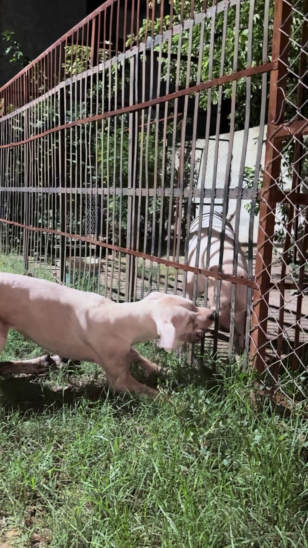 @LIGER the DOGO ARGENTINO