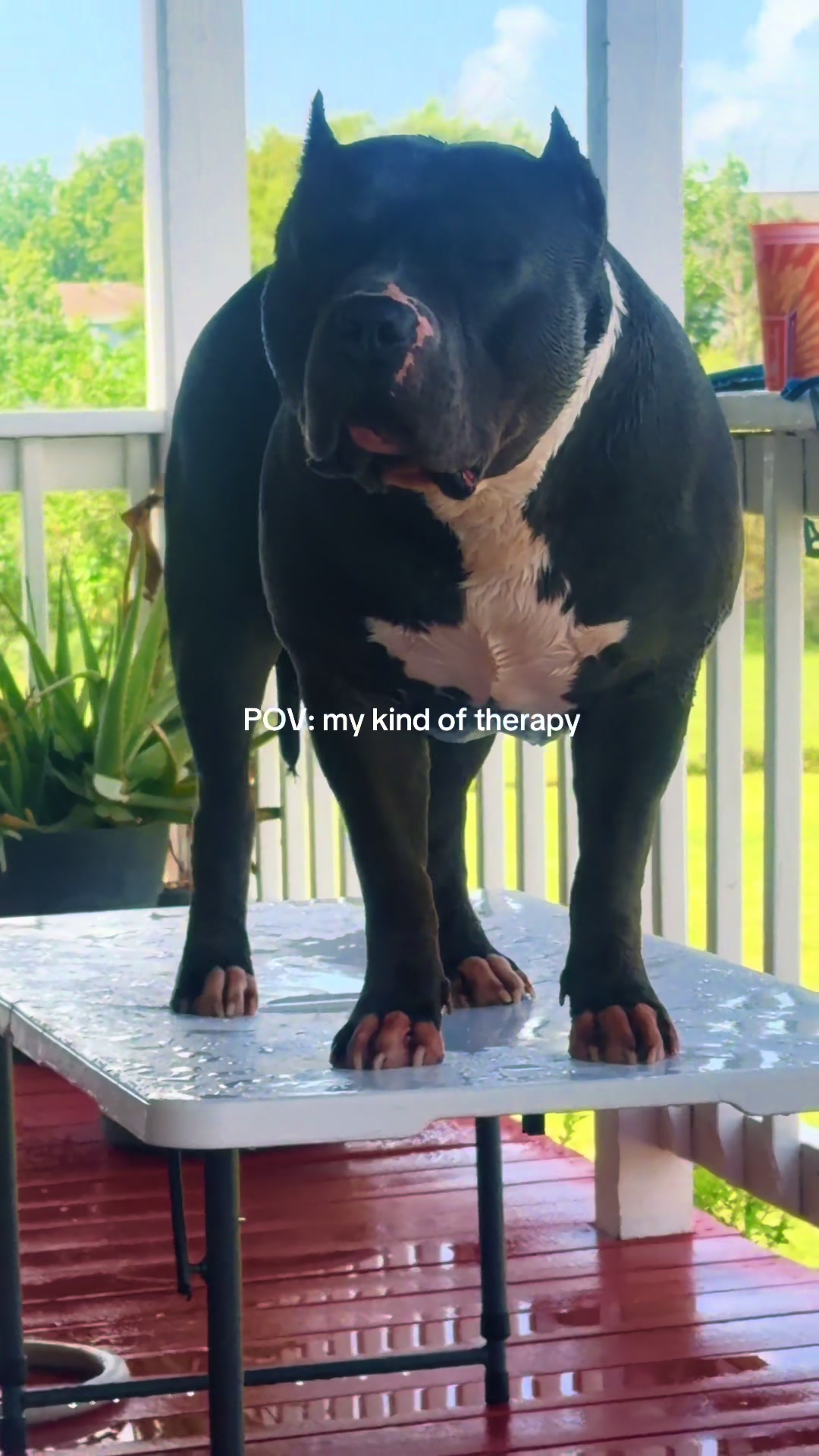 @🐾 Boundless Bullies 🐾