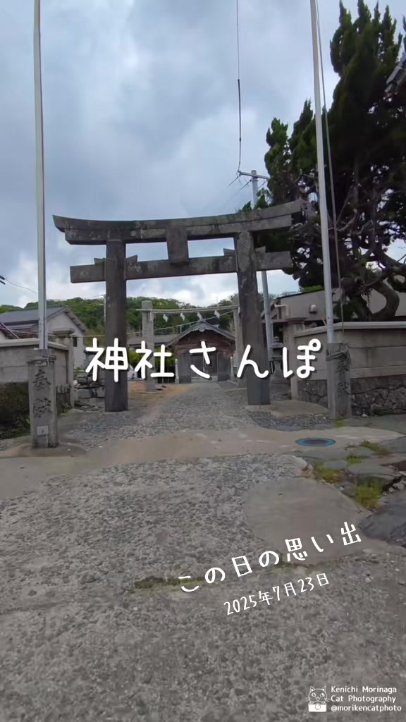 @猫写真家 森永健一