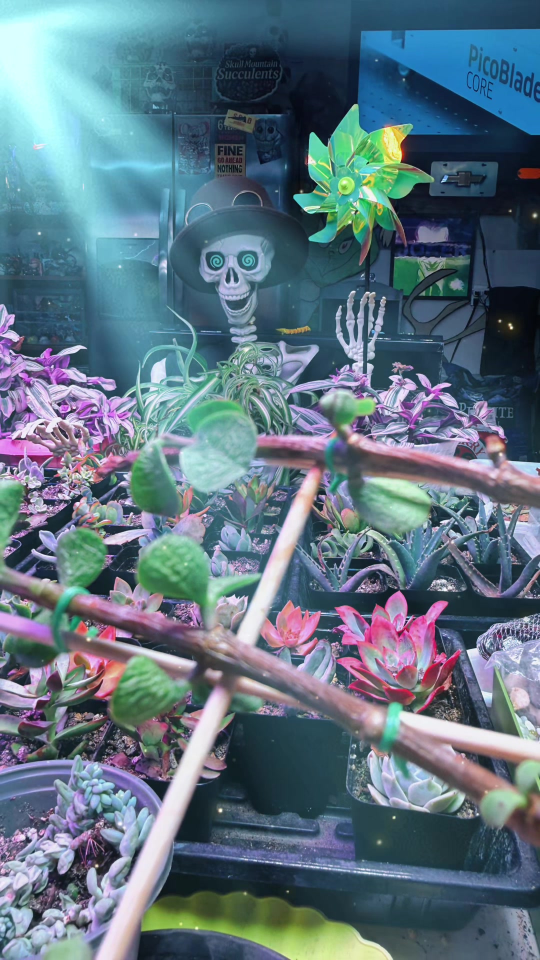 @Skull Mountain Succulents