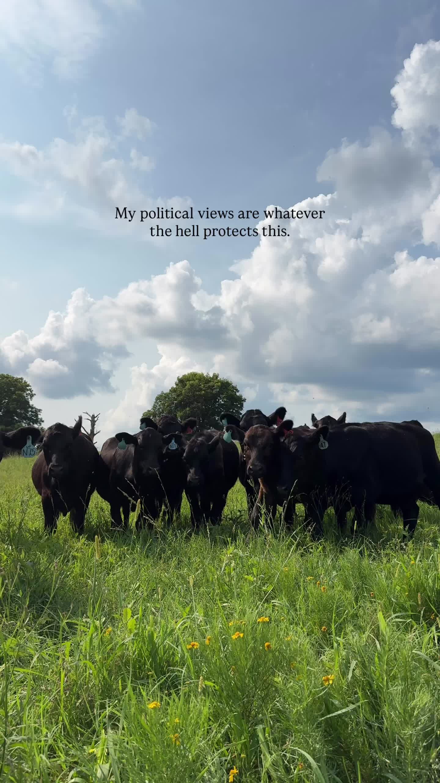 @Lily Hill Farm