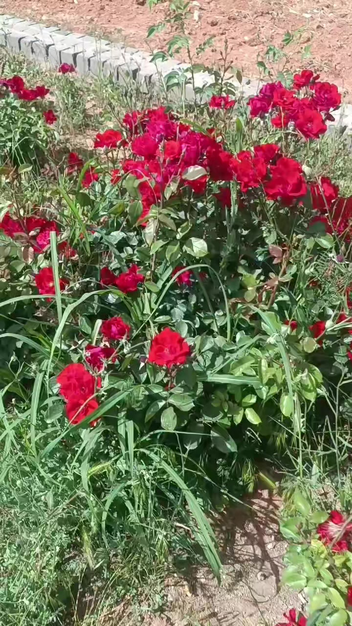 @🥀🥀بنت دمشق 🥀🥀