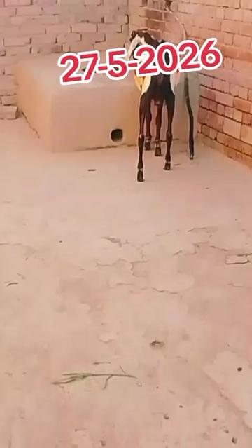 @شاہدین
