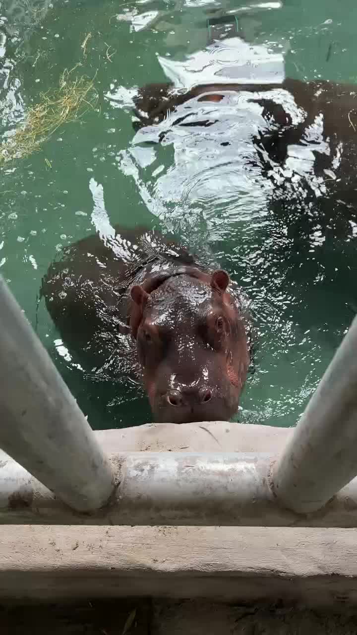 @Hippo