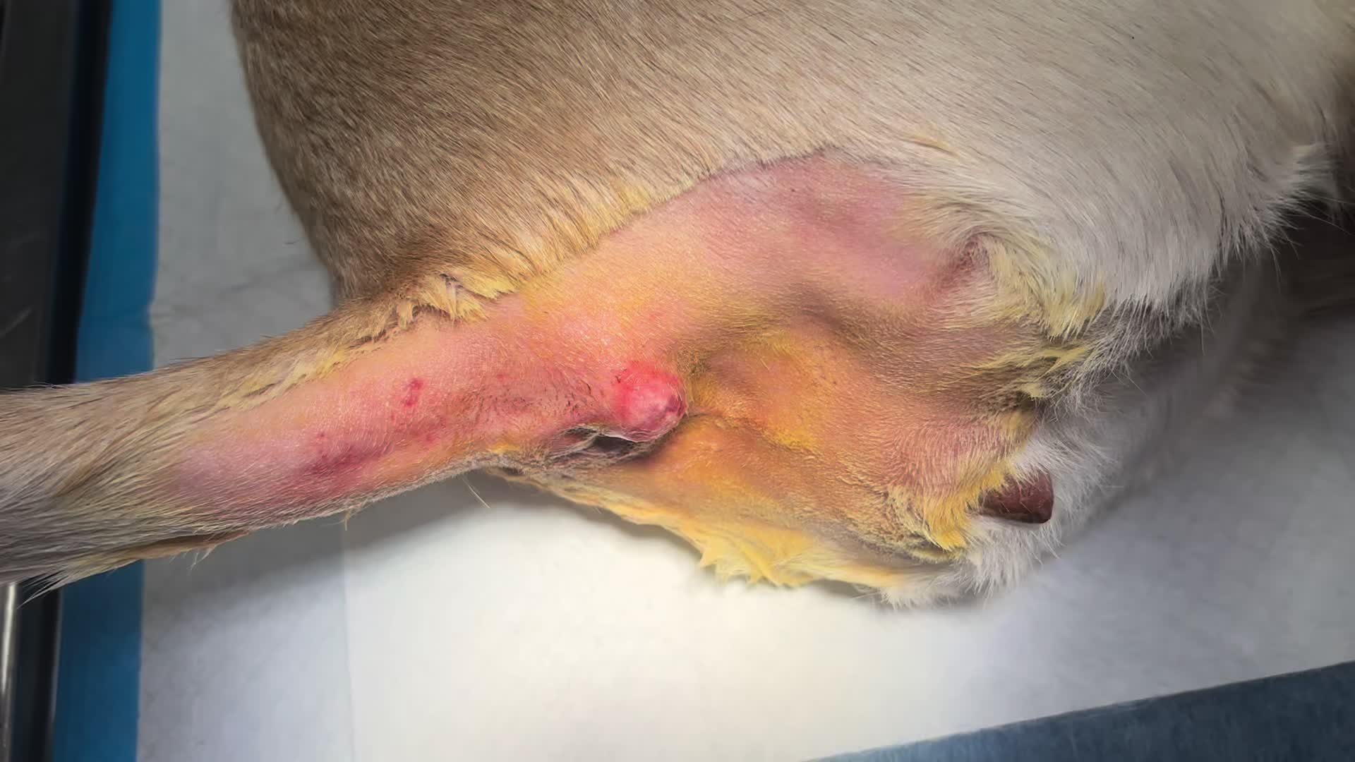 @911vetcare