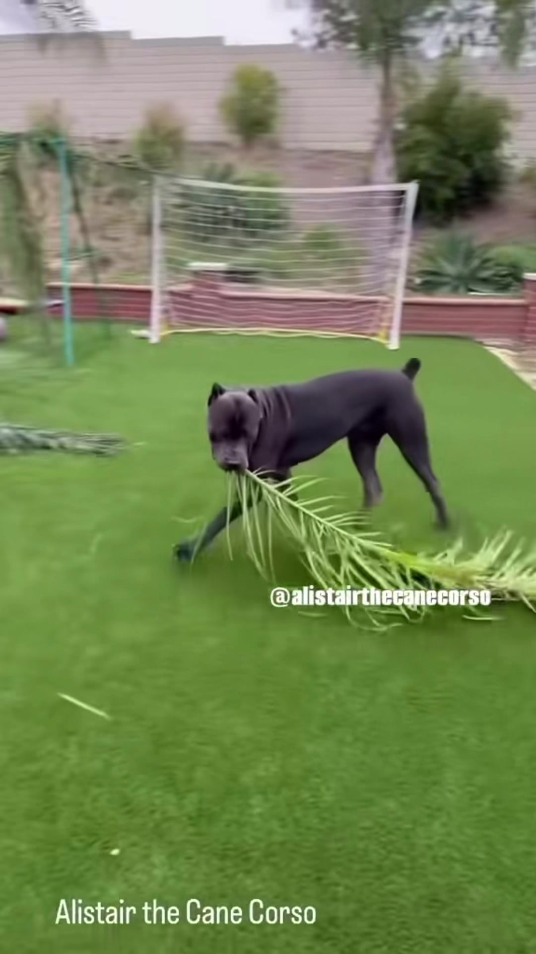 @Alistair the Cane Corso