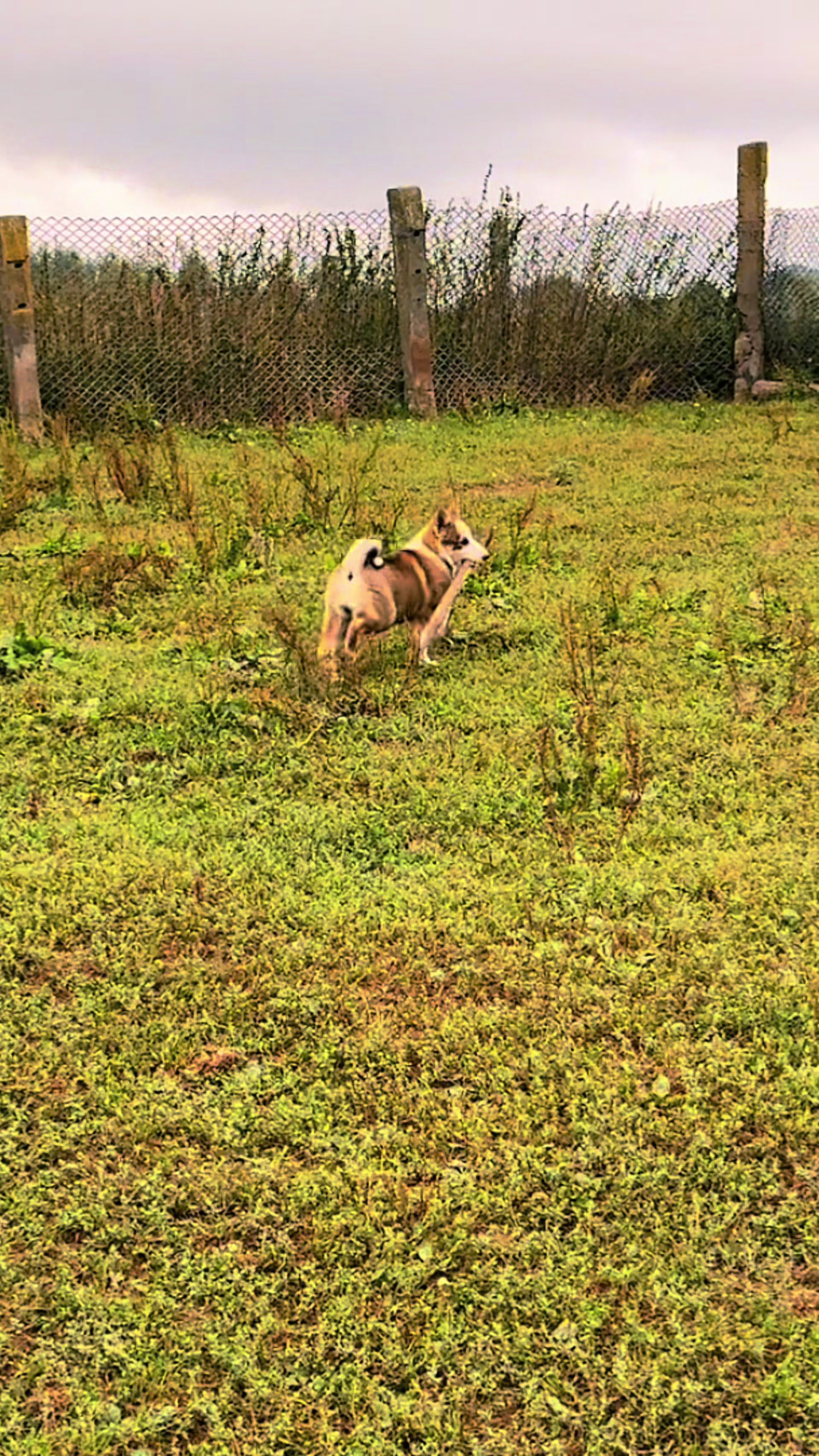 @Питомник лаек  Урман Борисенка