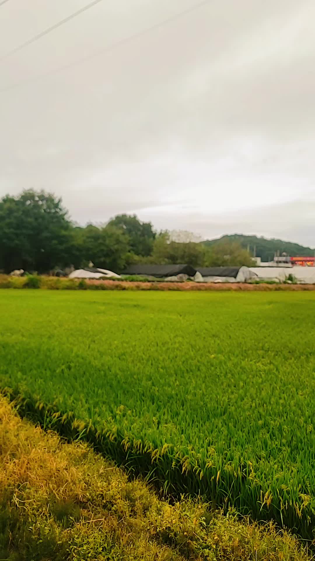 @ali korea 🇰🇷