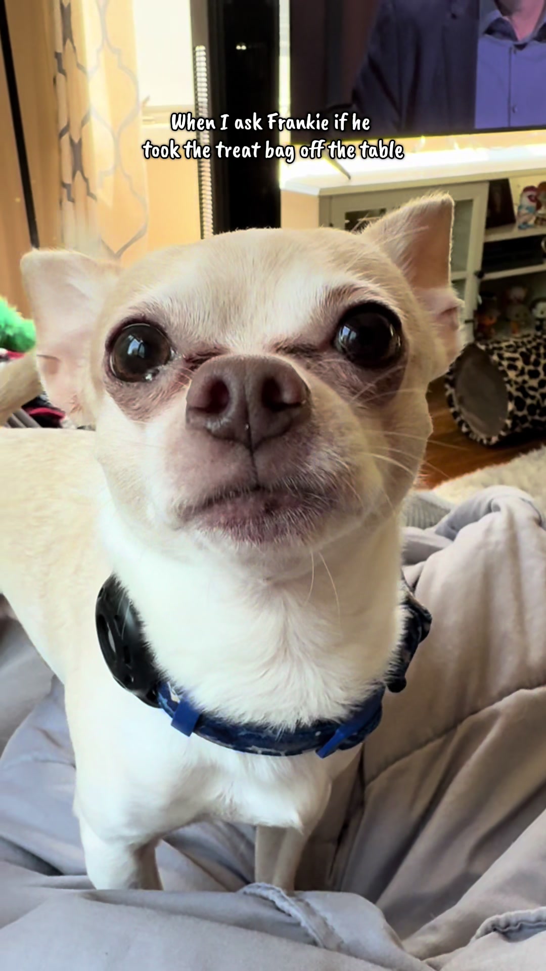 @Frankie the Chihuahua