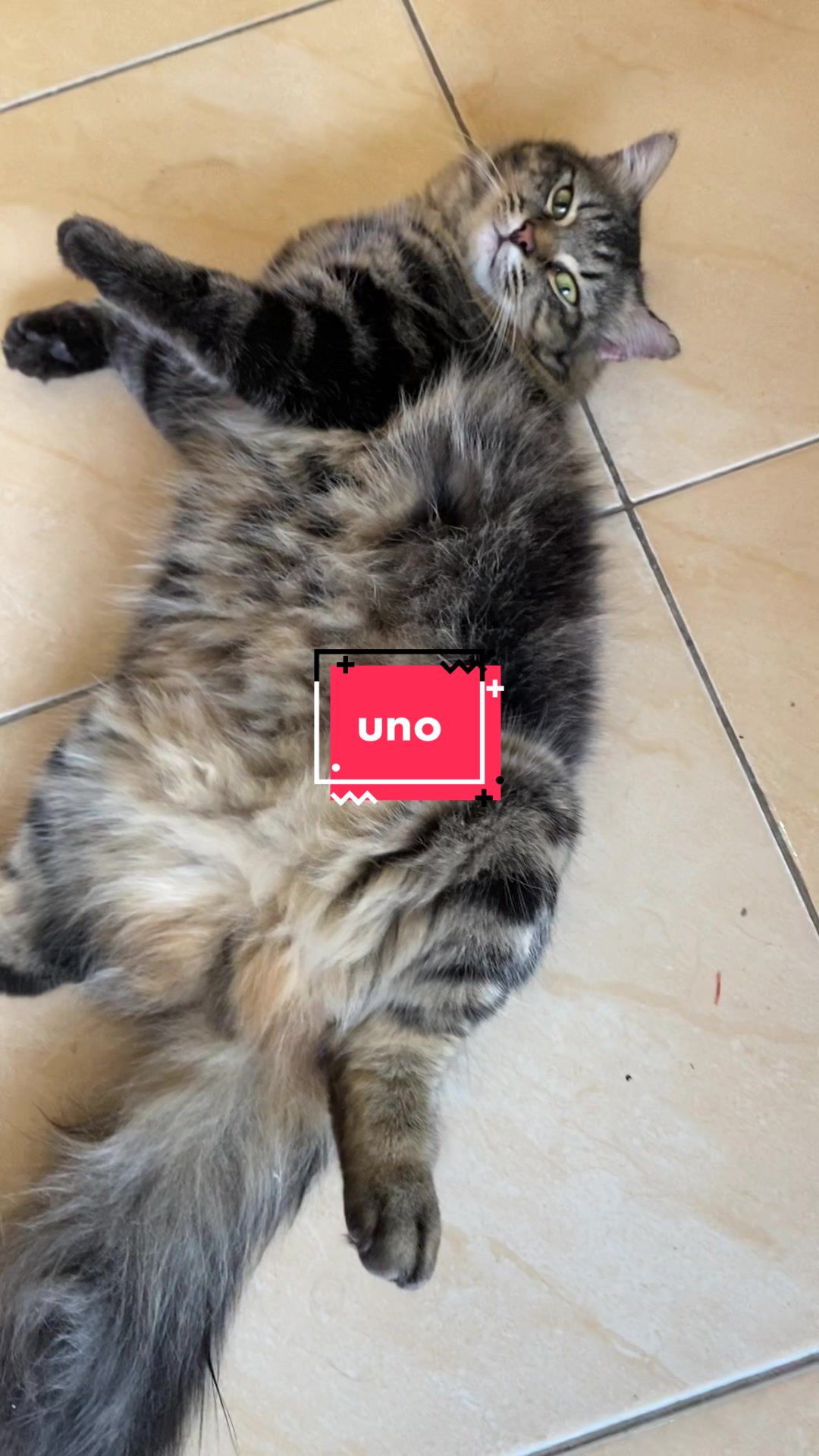 @unothemaincoon