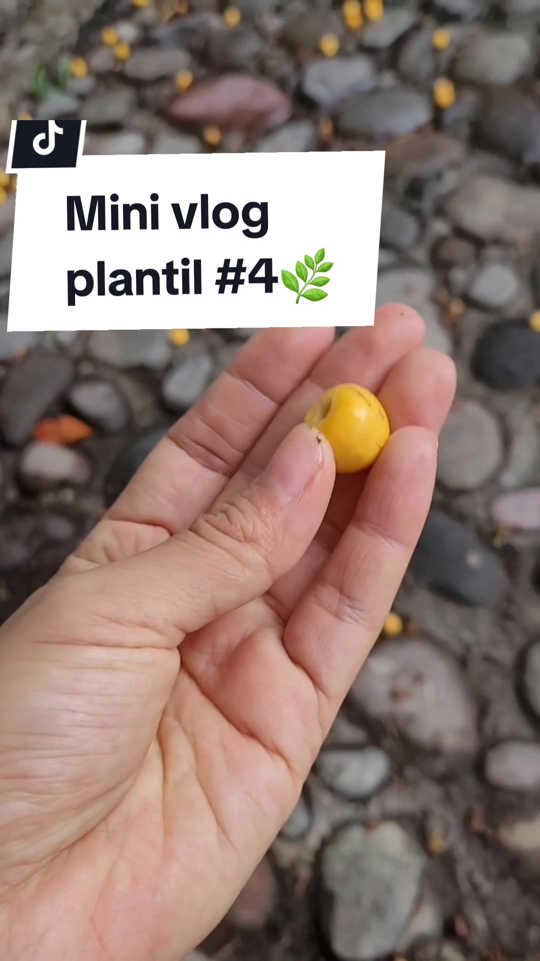 @Plantolog&iacute;a🌿