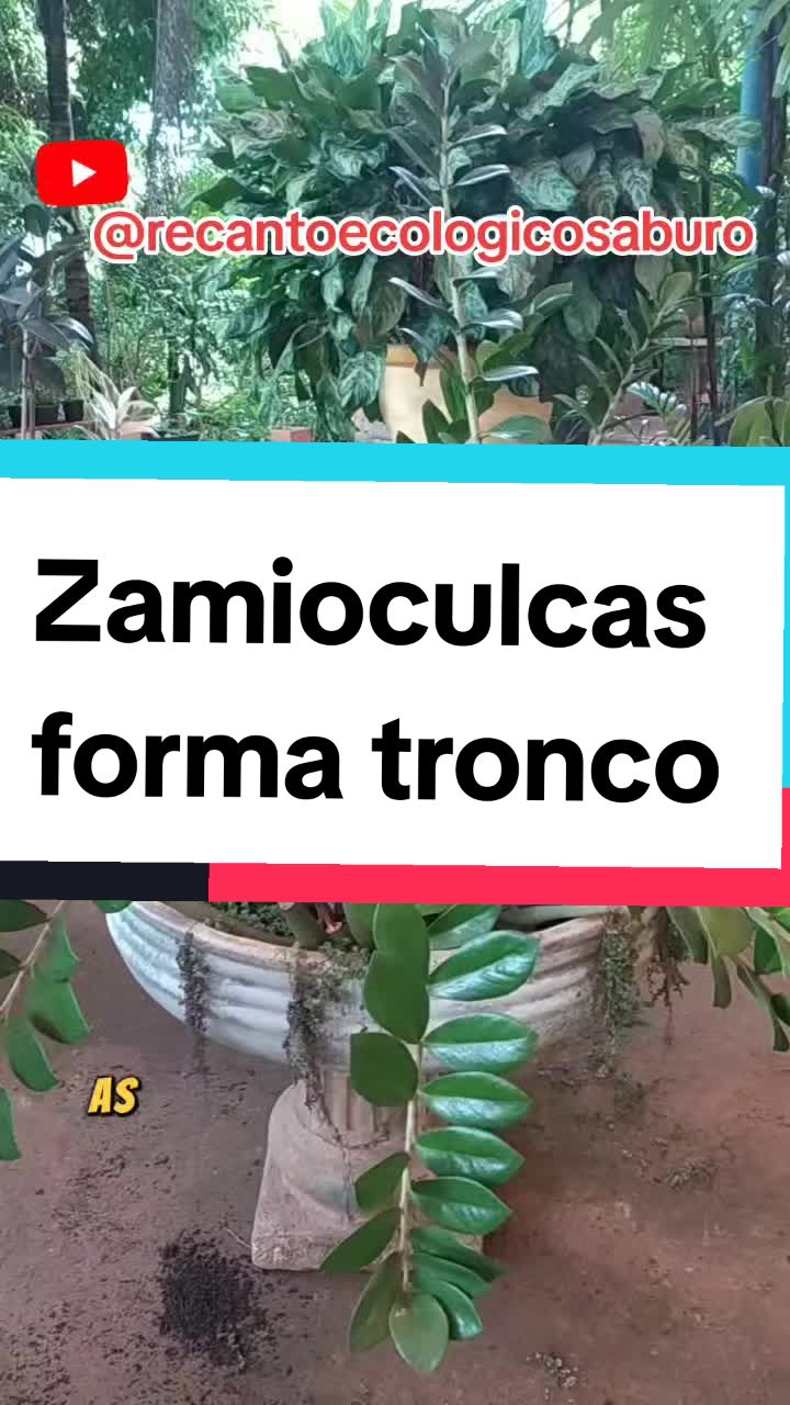 @Plantas