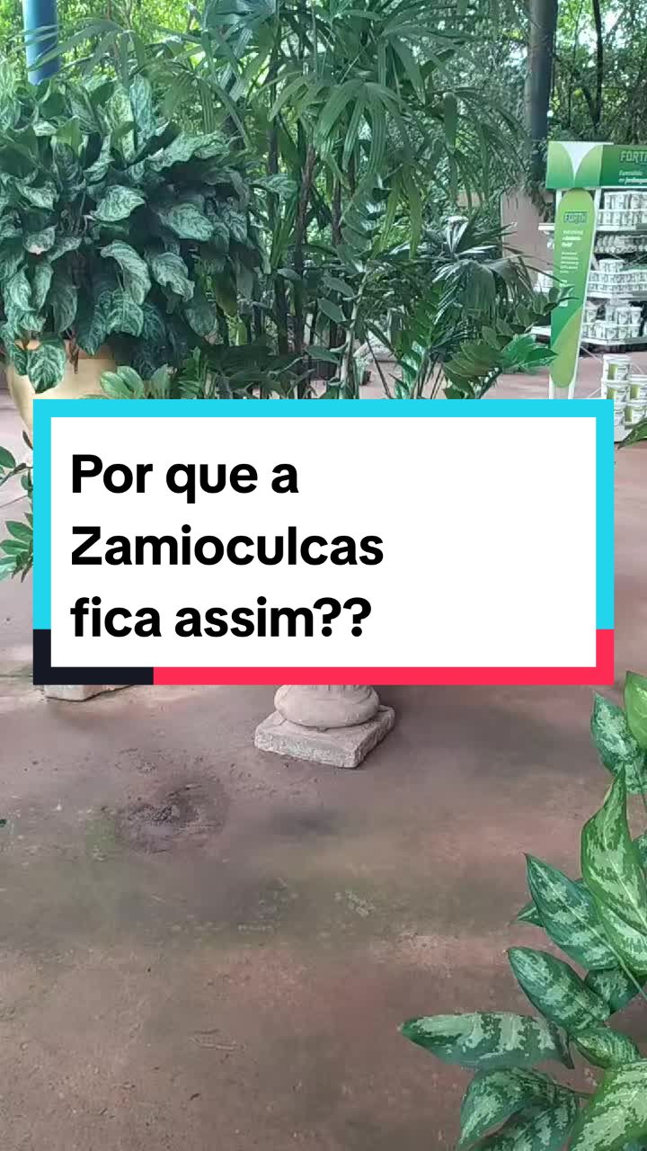 @Plantas