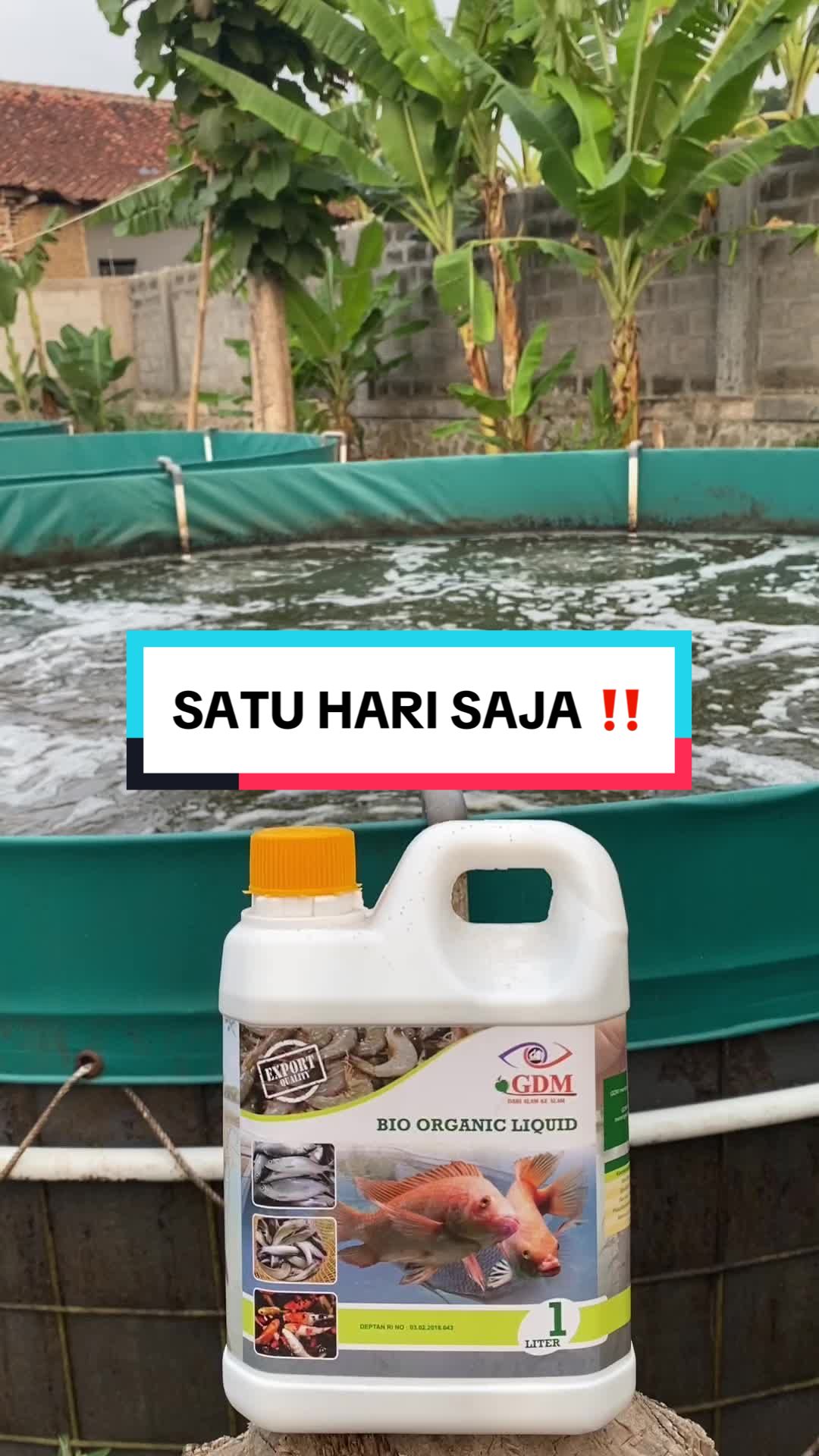 @Berkah Jaya Fish Farm
