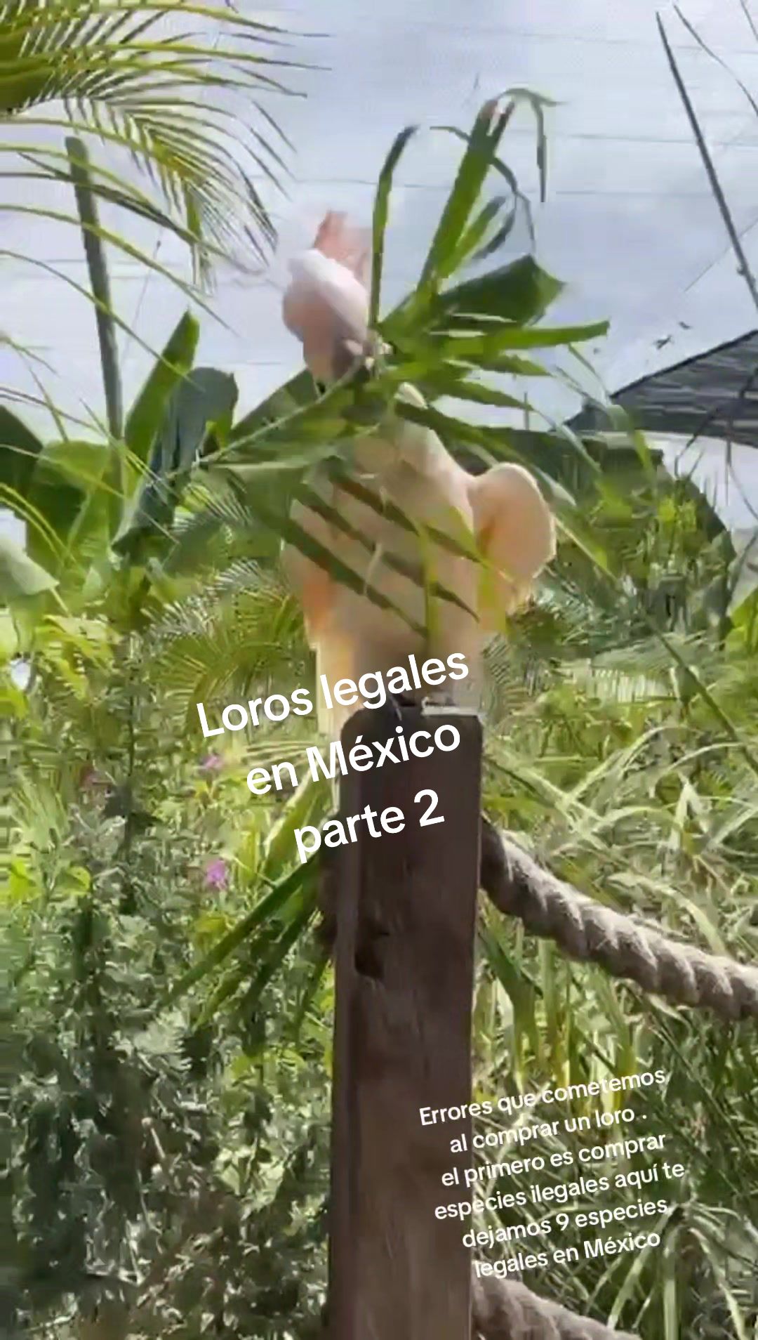 @Aviario FIFUS Guadalajara
