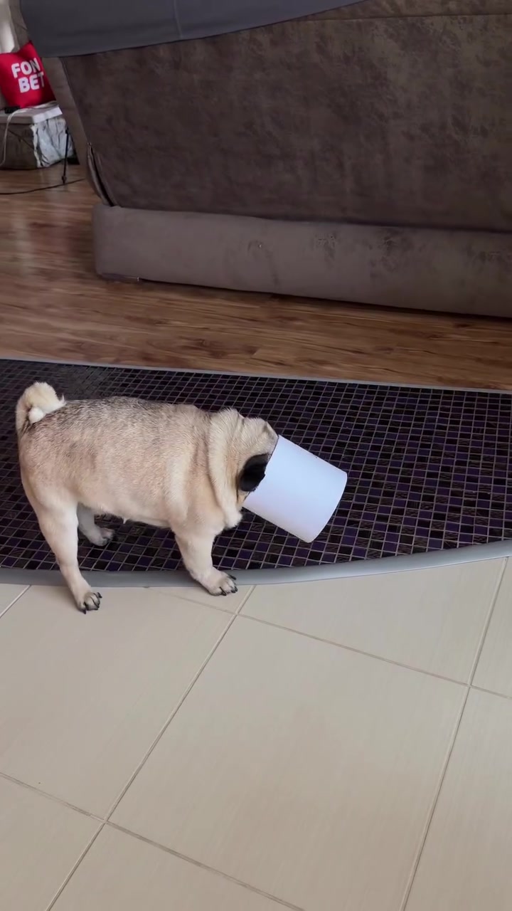 @Pug Puppies world 🐶❤️