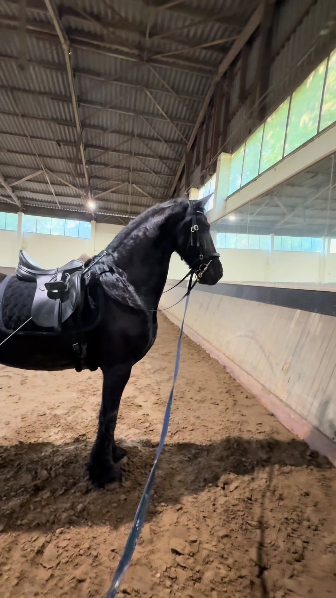 @Horses
