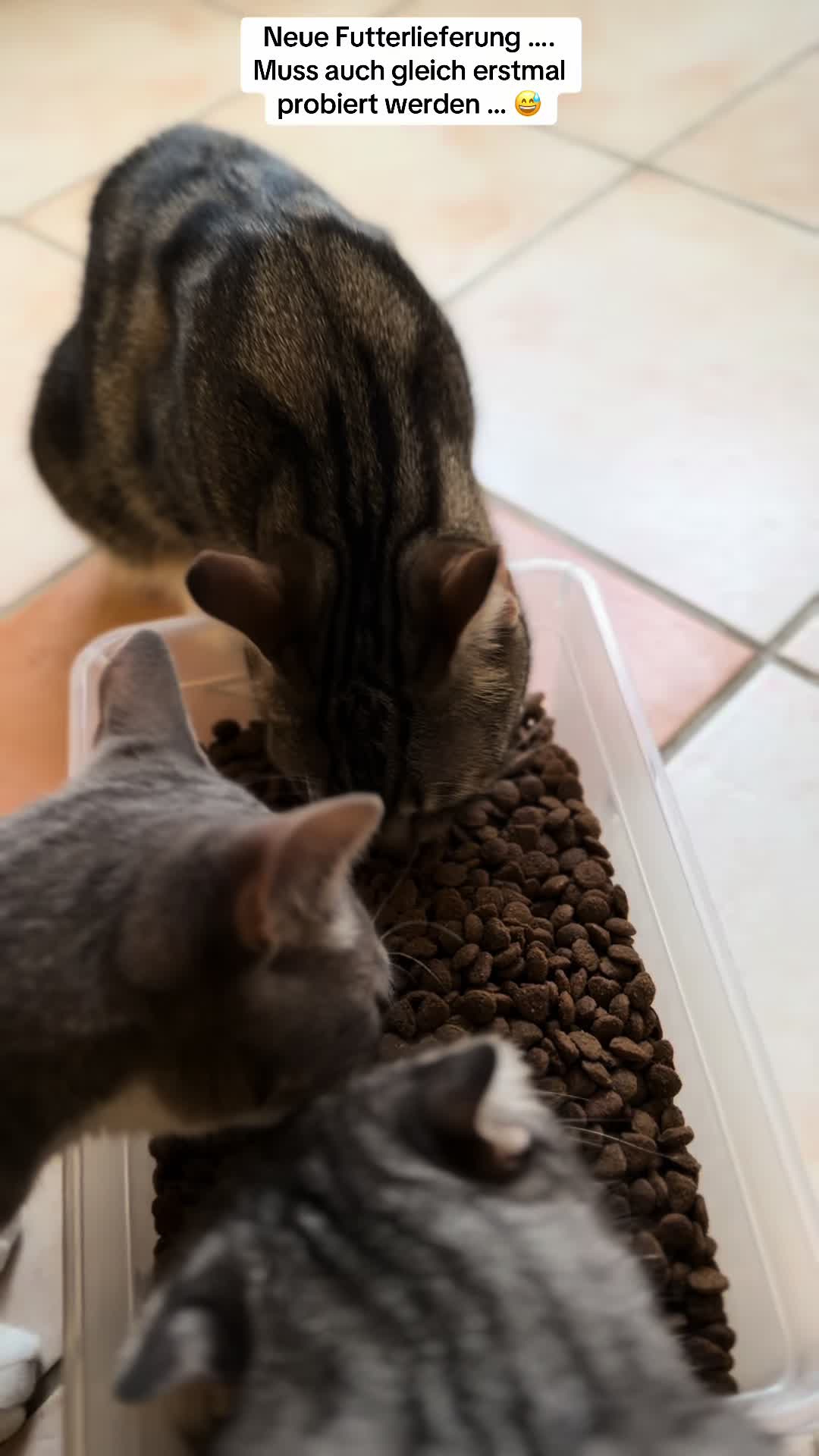 @Oscar & die Katzenbande