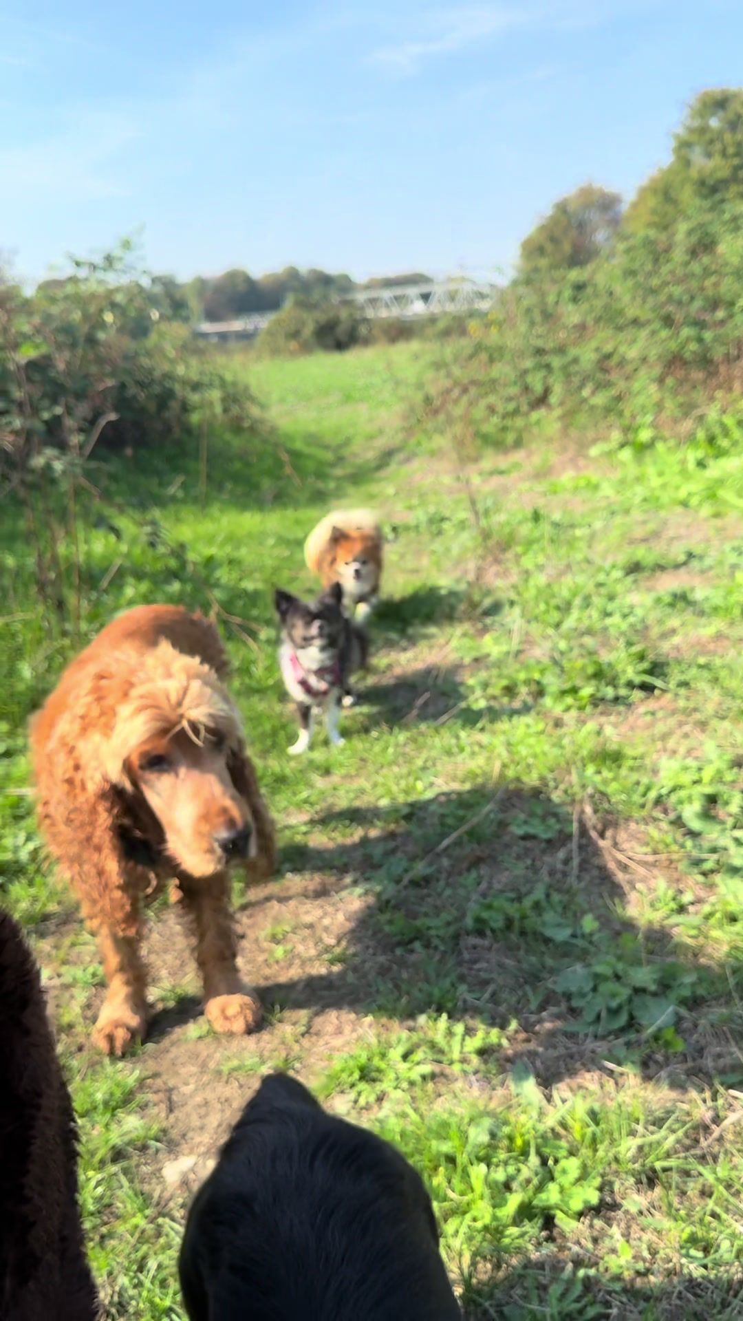 @DogWalk78