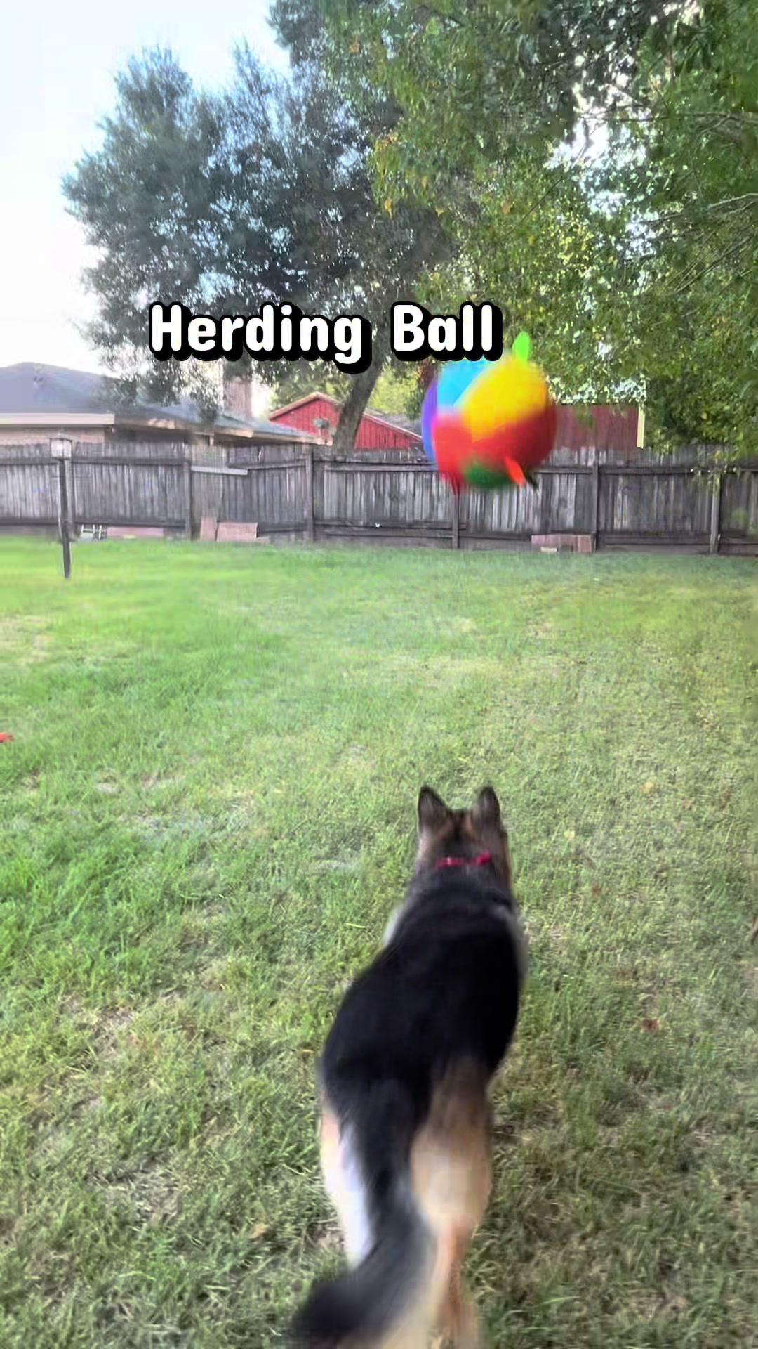 @Walter The German Shepherd