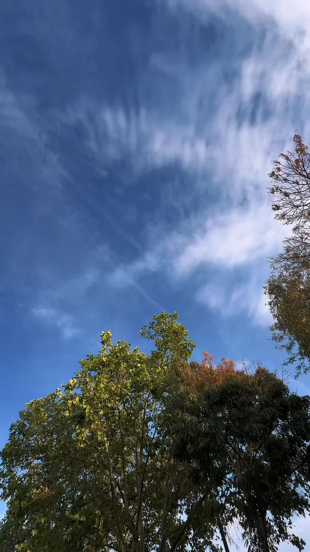 @𝗔𝗯𝗱𝘂𝗹𝗿𝗮𝗵𝗺𝗮𝗻𝗸𝗱𝘇