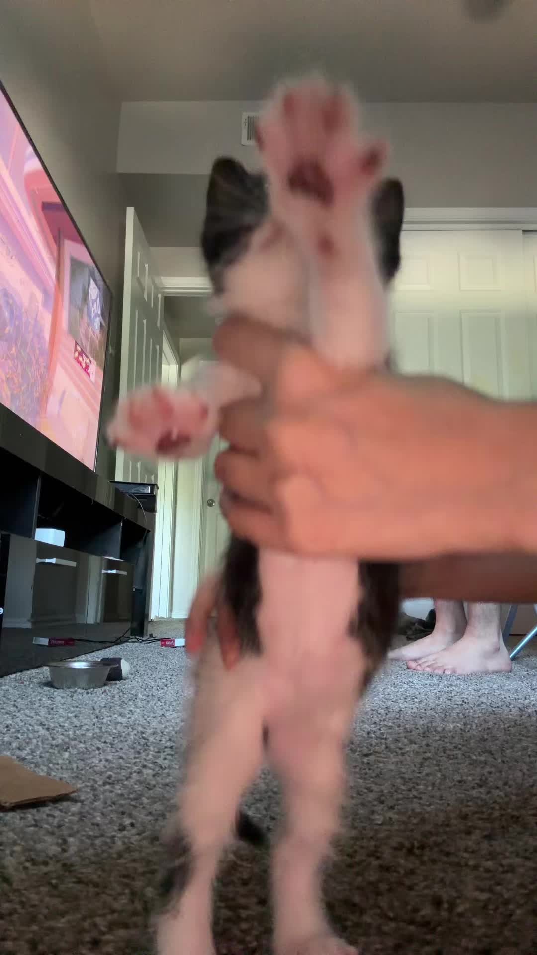 @cat_dancers