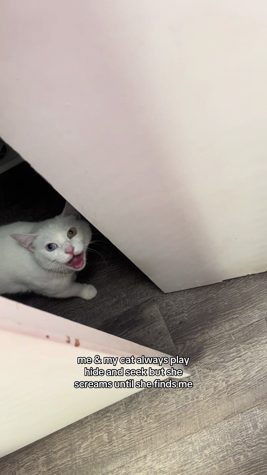 @chicken the white cat