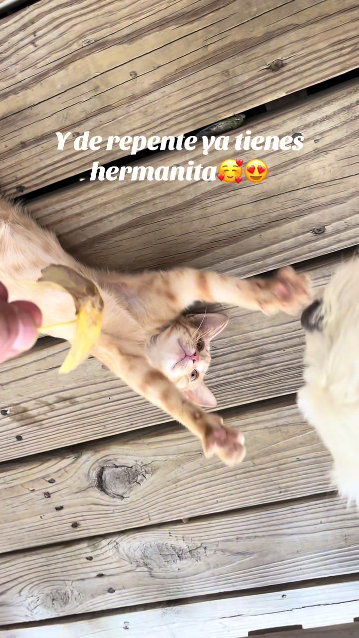 @AZUL🐶🥰